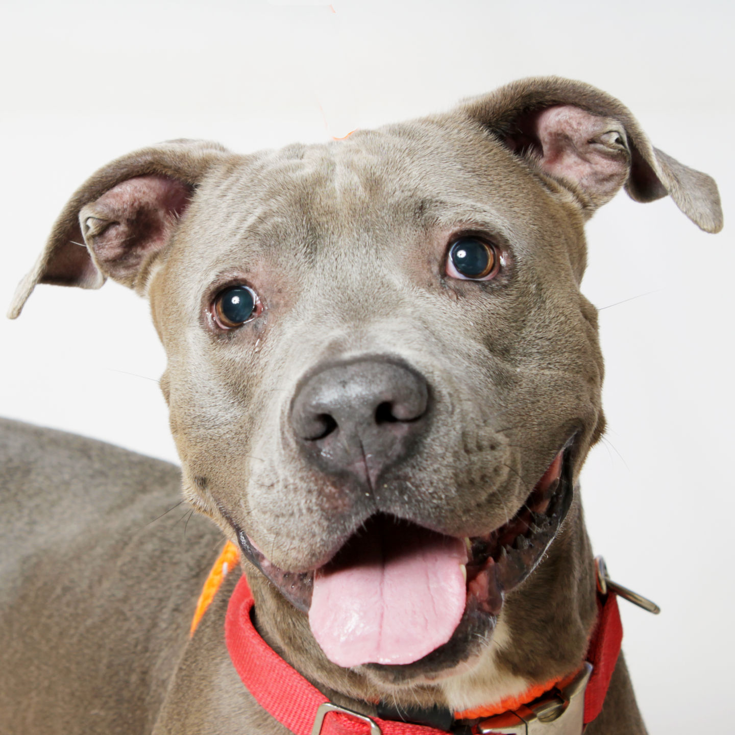 Martin County Pet of the Week - Week of February 21